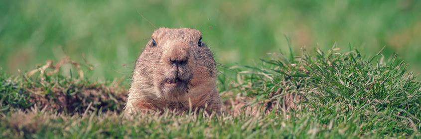 a groundhog