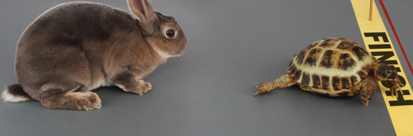 a rabbit and a turtle racing to the finish